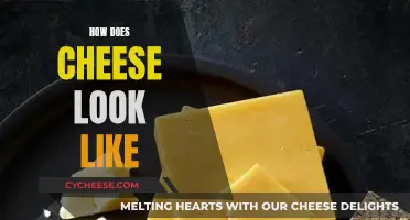 Cheese Appearance: What Does Cheese Look Like?
