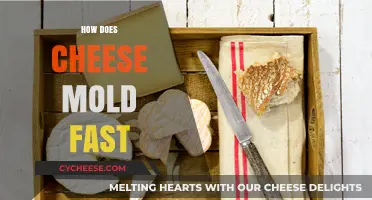 Why Cheese Molds Quickly: Factors Speeding Up Decay Explained
