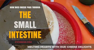 Cheese Digestion: How It Moves Through the Small Intestine