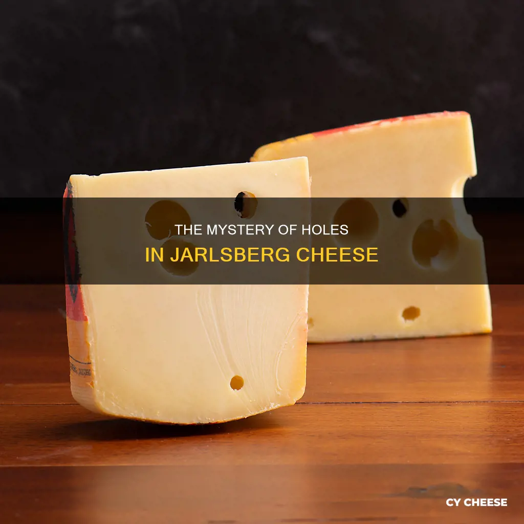 how does jarlsberg cheese get its holes