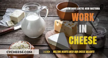 Lactic Acid Bacteria's Role in Cheese Making Explained