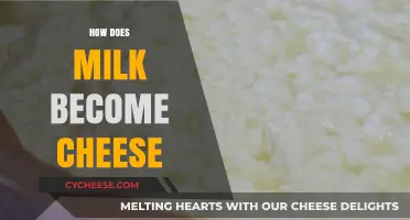 From Milk to Cheese: The Amazing Transformation Process Explained