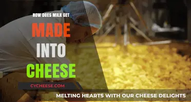 From Milk to Cheese: Unveiling the Magical Process