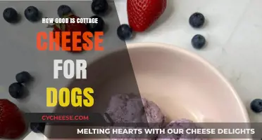 Cottage Cheese for Dogs: Benefits, Risks, and Serving Tips
