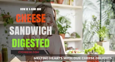 Digesting a Ham and Cheese Sandwich: A Step-by-Step Breakdown