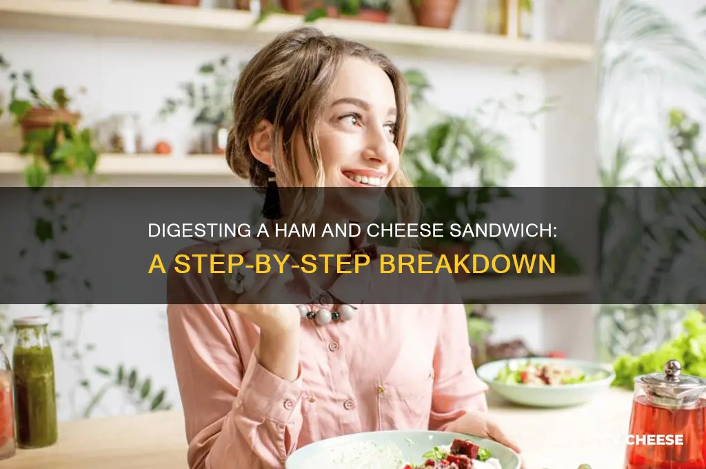 how is a ham and cheese sandwich digested