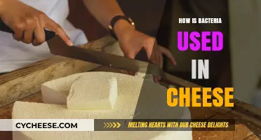 Cheese and Bacteria: A Delicious Partnership