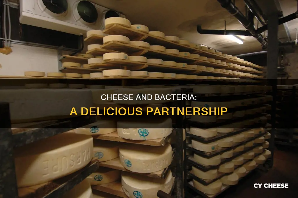 how is bacteria used in cheese