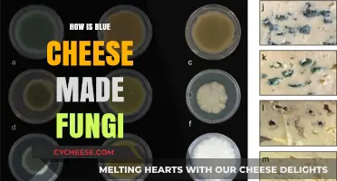 Unveiling the Blue Magic: A Fungal Adventure in Cheese