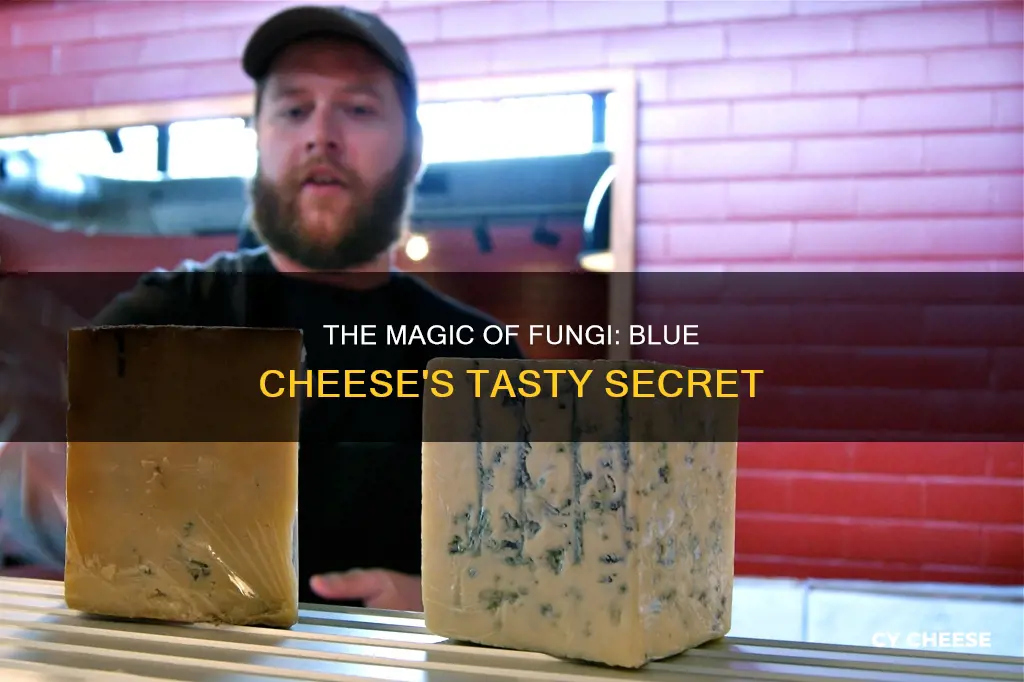 how is blue cheese made fungi