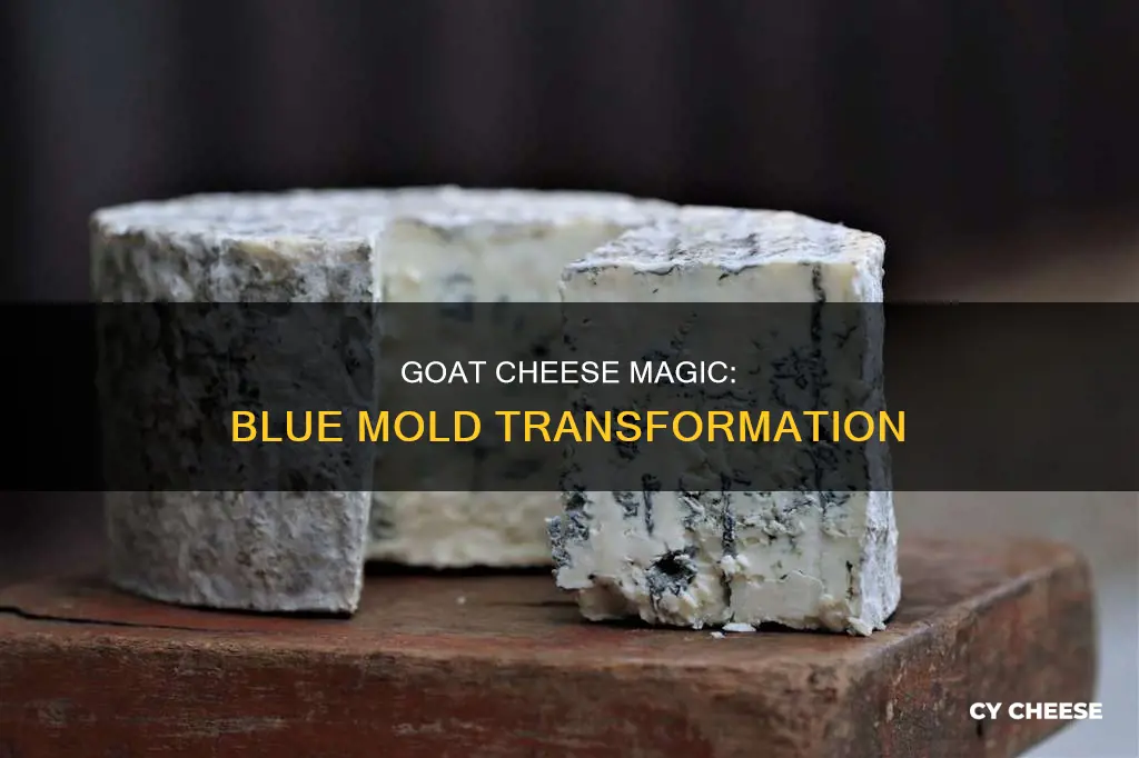 how is blue goat cheese made