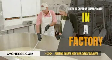 Cheddar Cheese Factory: Crafting Deliciousness