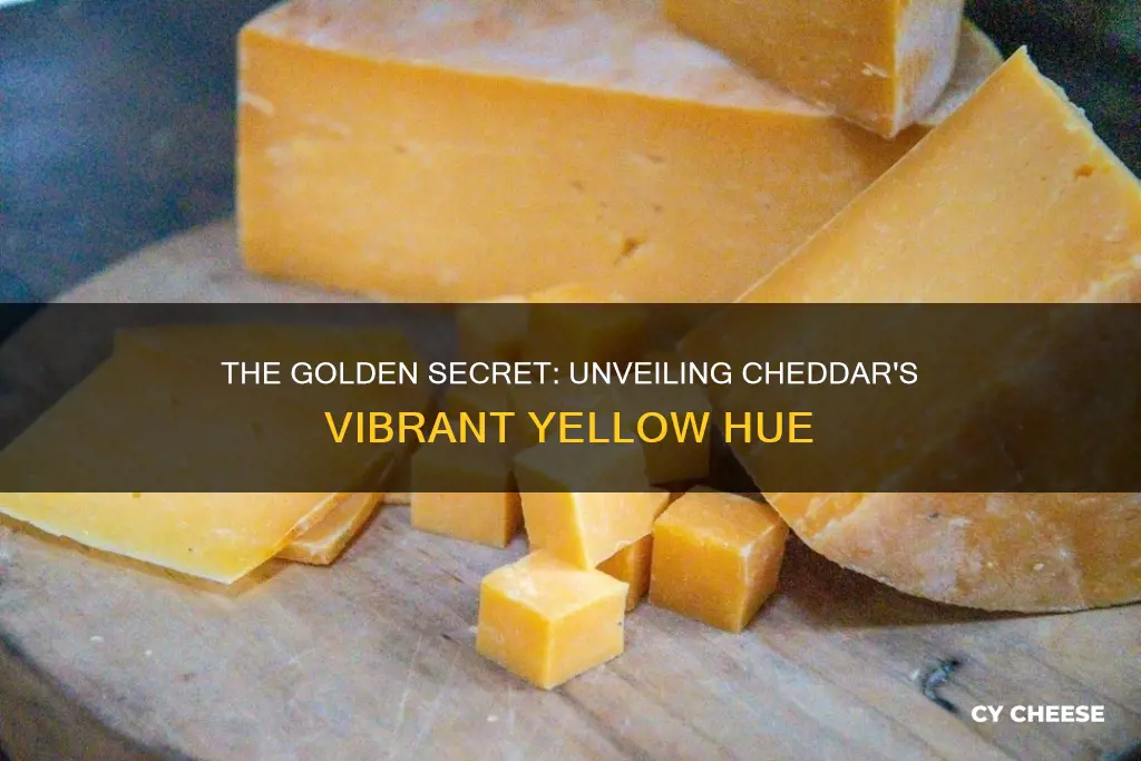 how is cheddar cheese made yellow