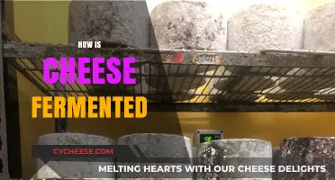 The Art of Cheese Fermentation: Unveiling the Microbial Magic