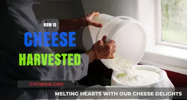From Milk to Cheese: The Art of Harvesting Dairy Delights