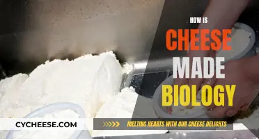 Cheese Making Process: A Biology Overview