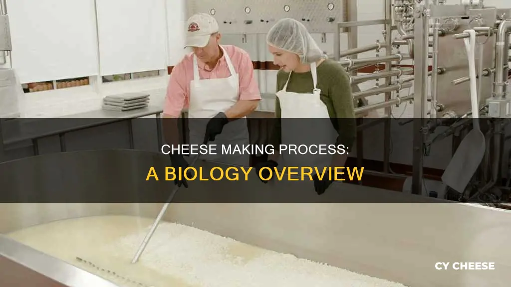 how is cheese made biology