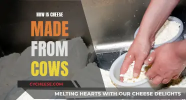 The Magic of Cheese: From Cow to Curd