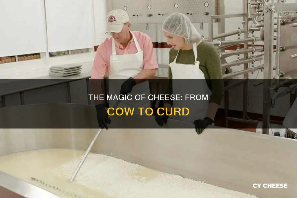 how is cheese made from cows