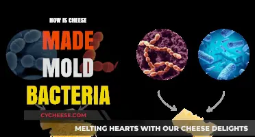 Unveiling the Art of Cheese: Mold Bacteria's Magical Role