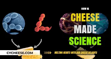 Unveiling the Science Behind Cheese: A Delicious Journey