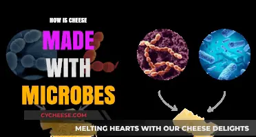 Unveiling the Art of Cheese: Microbes as the Master Chefs