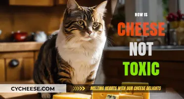 Why Cheese is Safe: Debunking Toxicity Myths and Misconceptions