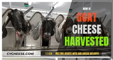 Unveiling the Art of Goat Cheese Harvesting: A Step-by-Step Guide