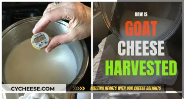 Goat Cheese Harvesting: A Step-by-Step Guide