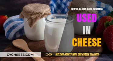 Lactic Acid Bacteria: The Science Behind Cheesemaking