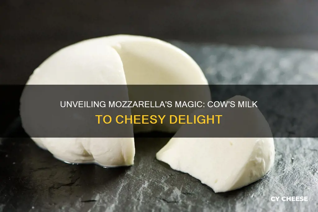 how is mozzarella cheese made cow tit