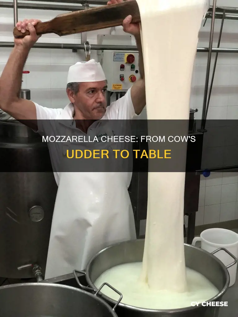 how is mozzarella cheese made cow tit