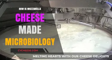 Unveiling Mozzarella's Magic: A Microbial Journey to Creamy Perfection