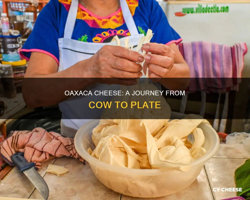 how is oaxaca cheese made