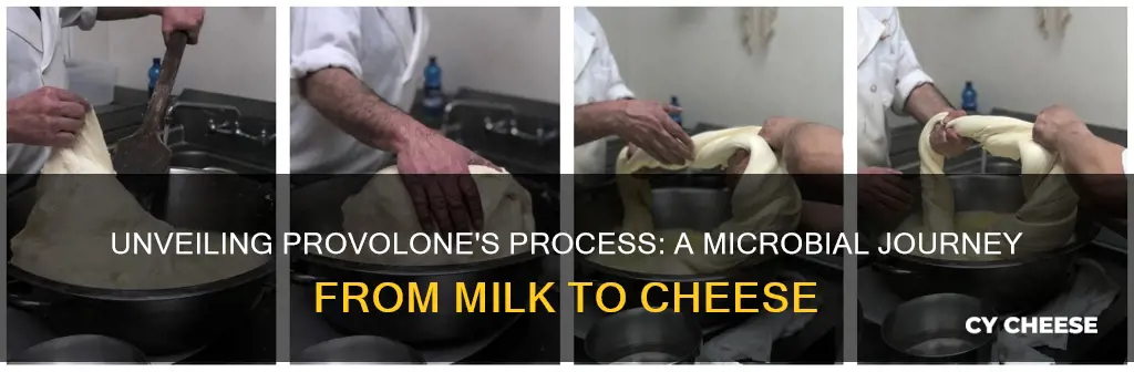 how is provolone cheese made microbiology