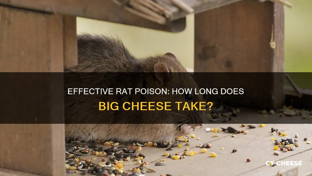 how long big cheese rat poison work