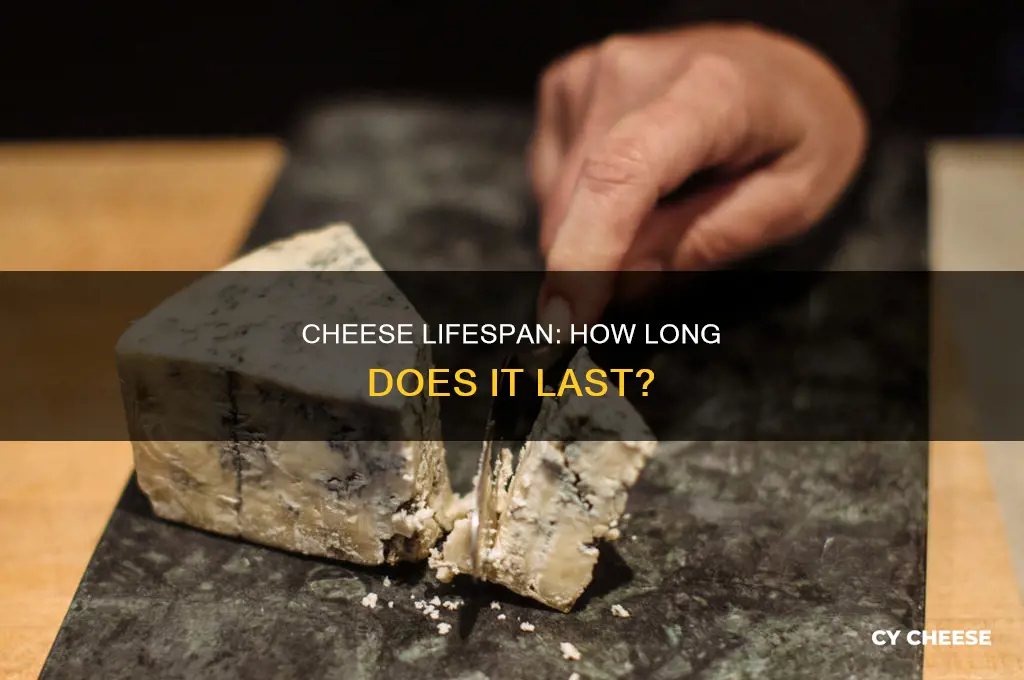 how long cheese good in fridge
