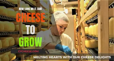 The Art of Cheese: Time to Maturity