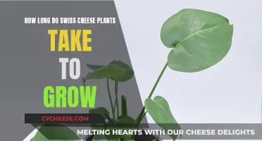 Swiss Cheese Plants: Growing Time and Expectations