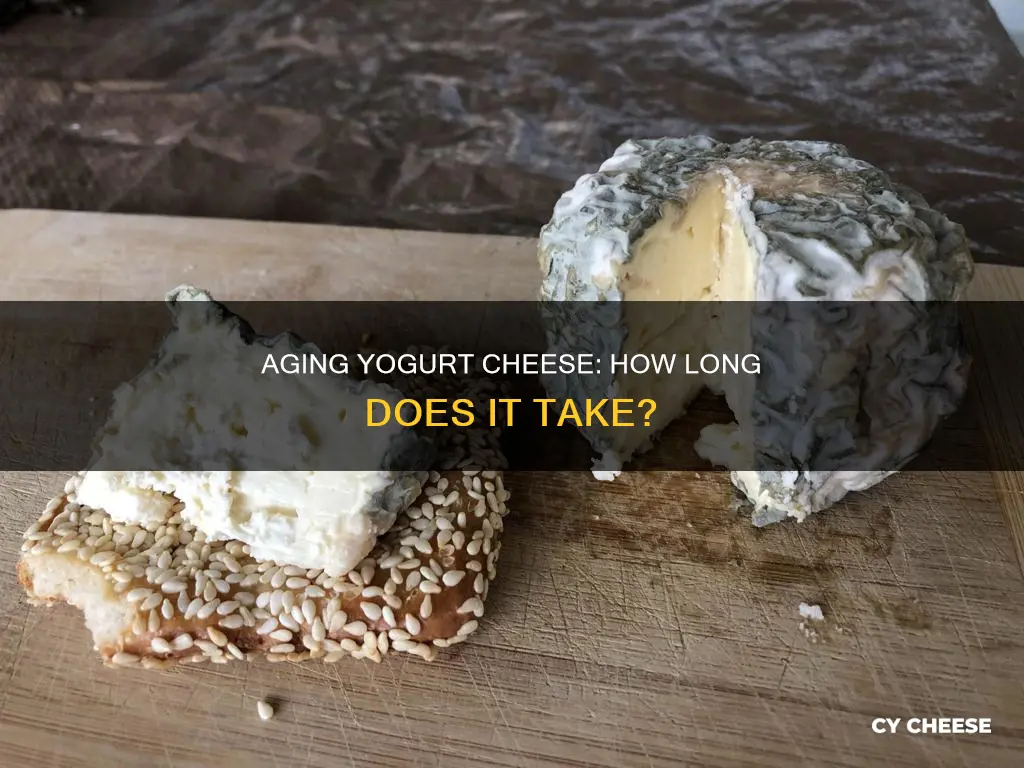 how long do you age yogurt cheese