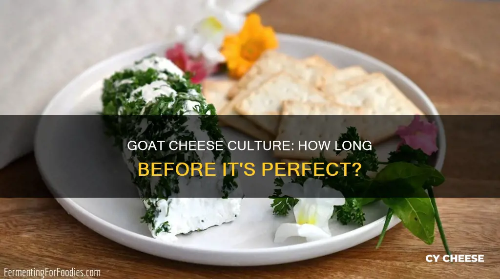 how long do you culture goat cheese for