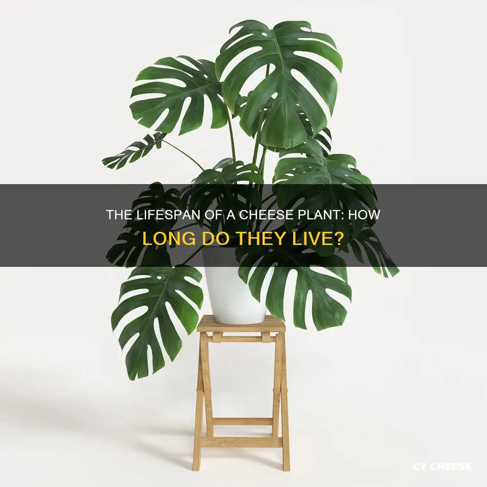 how long does a cheese plant live