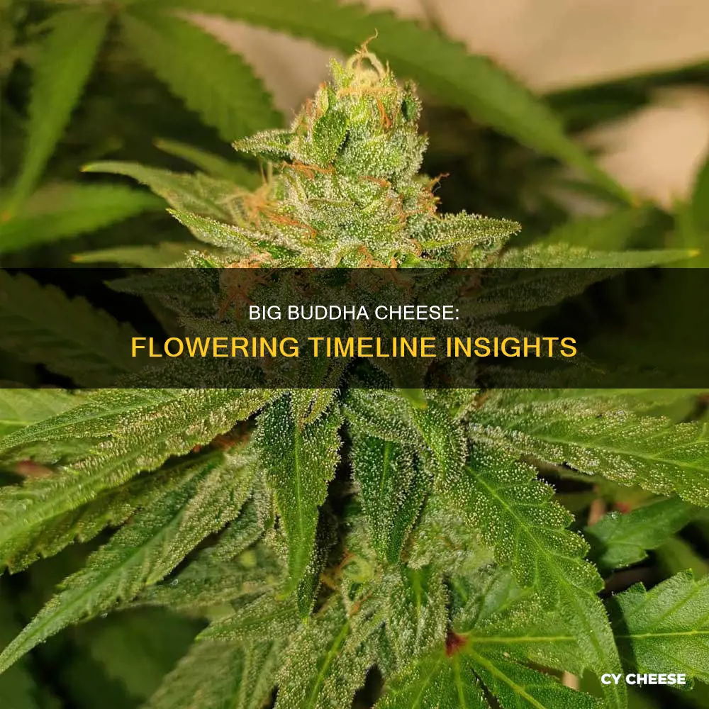 how long does big buddha cheese take to flower