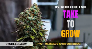 Blue Cheese Weed: Growing Time and Expectations