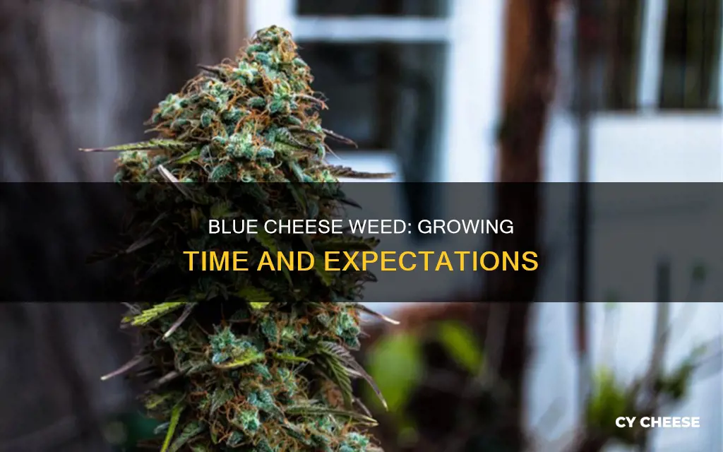 how long does blue cheese weed take to grow