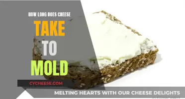 Cheese Mold: Timing and Factors Affecting the Process