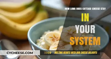 Cottage Cheese Digestion: How Long It Stays in Your System