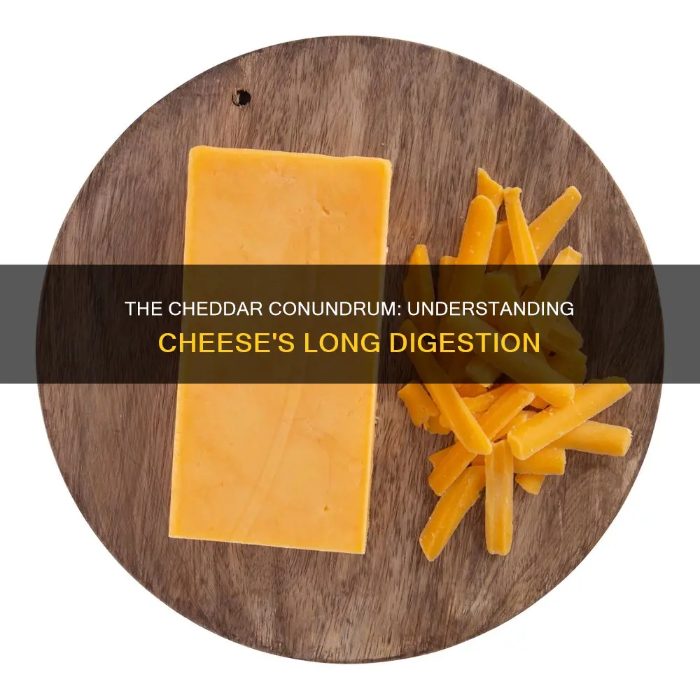 how long does it take cheddar cheese to digest