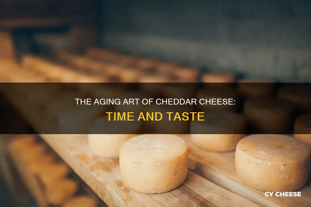 how long does it take for cheddar cheese to mature