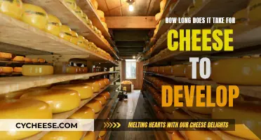 Cheese Maturation: The Art of Developing Delicious Flavors